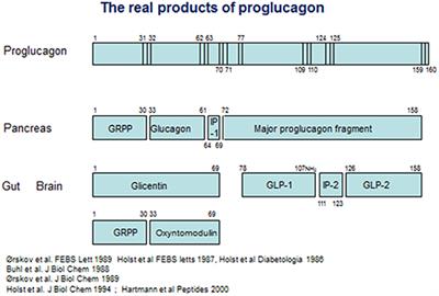 From the Incretin Concept and the Discovery of GLP-1 to Today's Diabetes Therapy